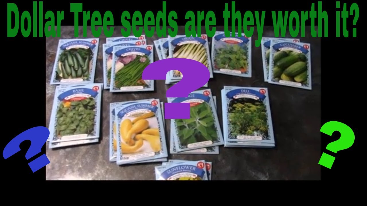 cheap seeds online