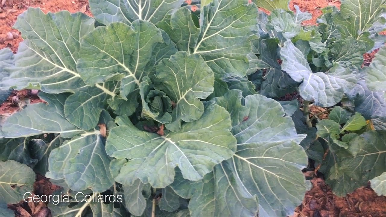 cheap vegetable seeds free shipping